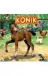Konik